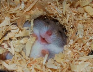 Happy hamster is happy - Imgur